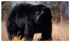 DNSEMP-C-301 Black Bear